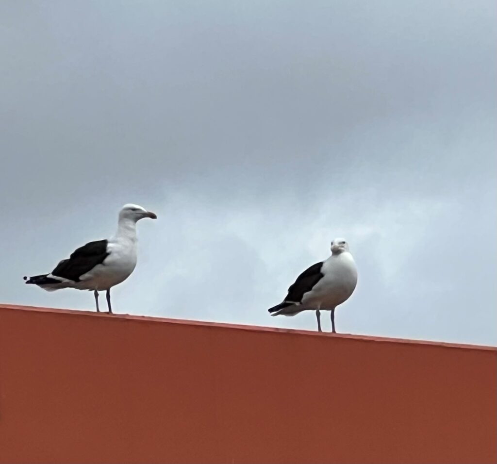 Baby seagull and watchful parents at Archer Village